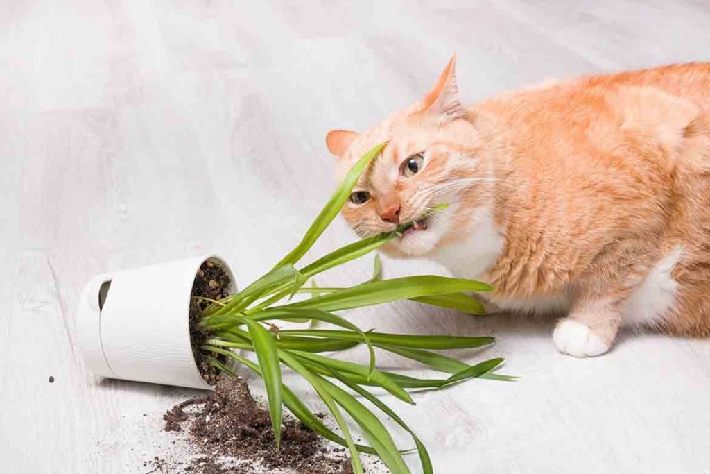 cat safe plants