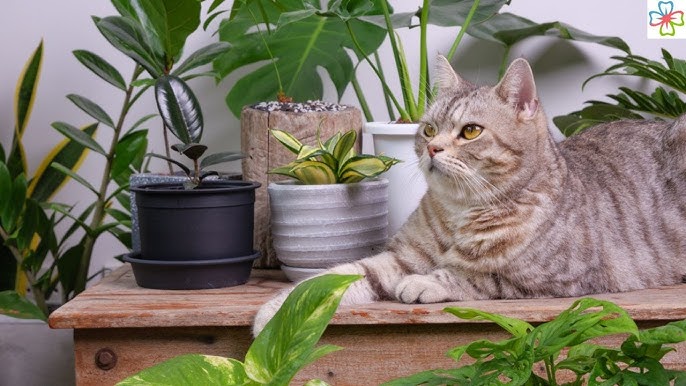 Identifying Non-Toxic Plants: A Cat Owner’s Gardening Checklist